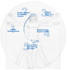 1. Cordycepin induces testosterone production in purified mouse Leydig cells