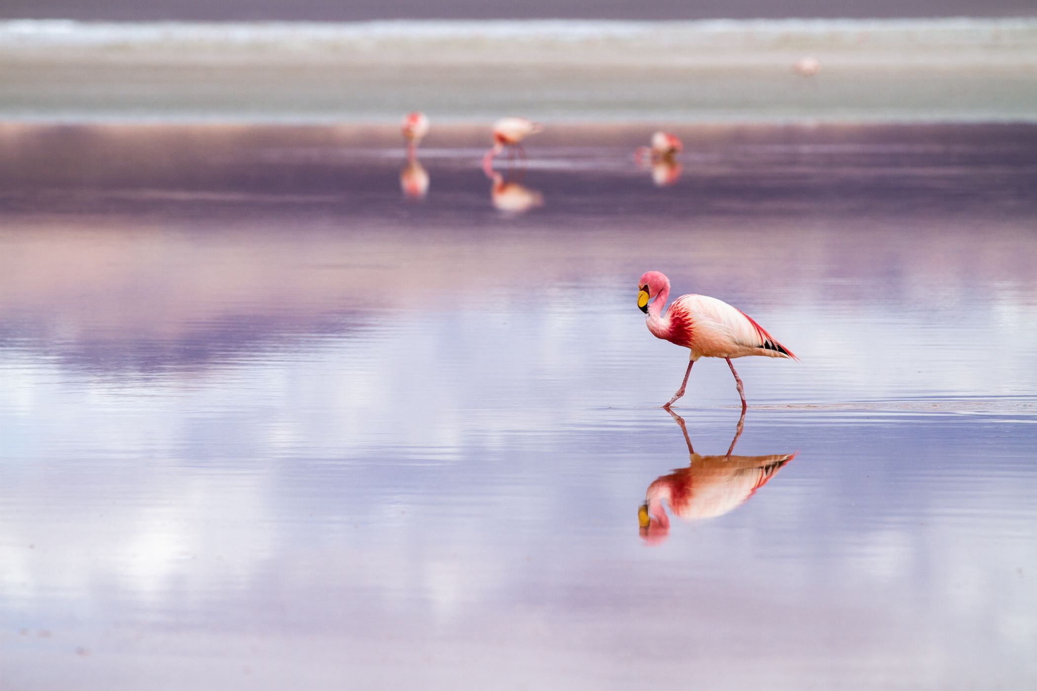 Natural landscape, Water, Bird, Sky, Beak, Lake, Flamingo