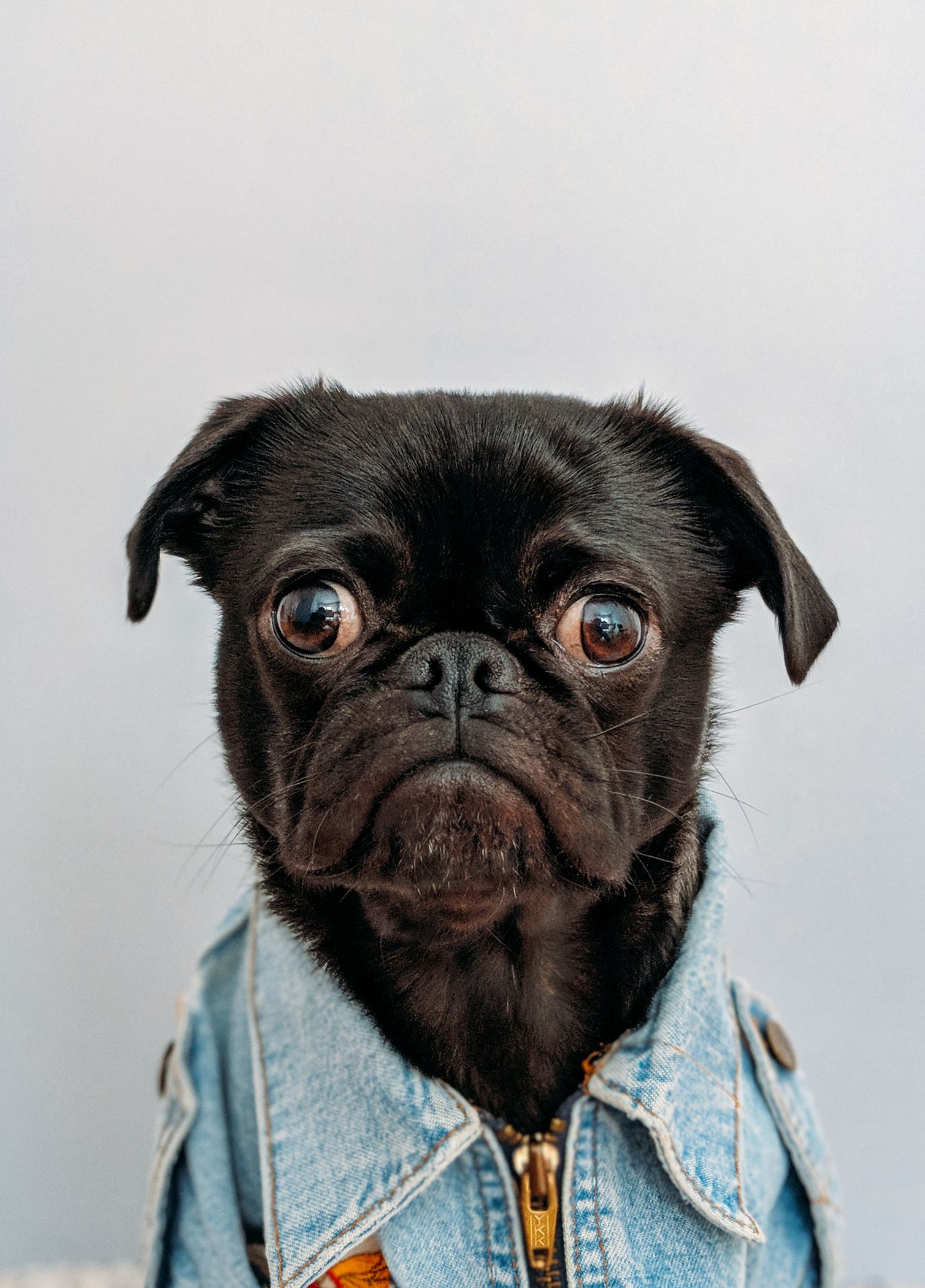 Toshi (black pug) wearing my pilot jacket.