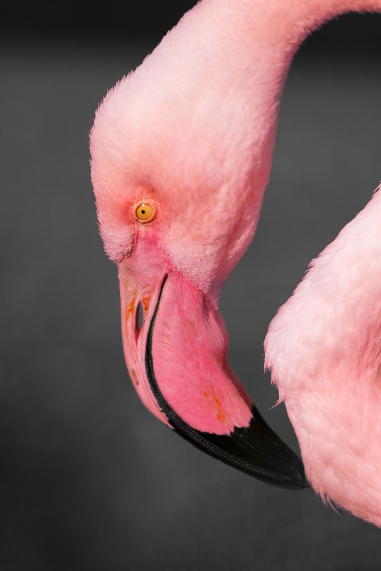 flamingo, head, africa