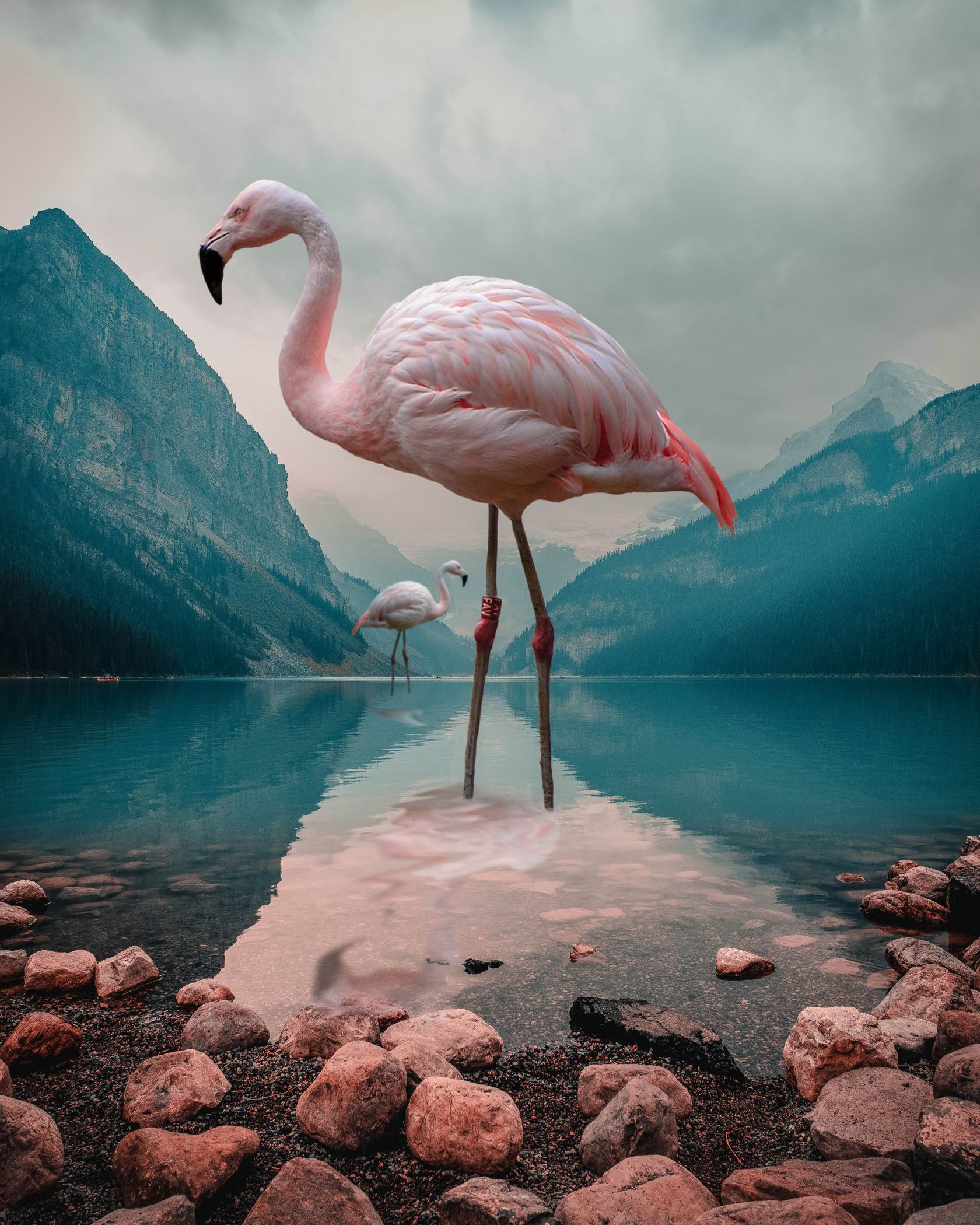flamingo, mountain, landscape