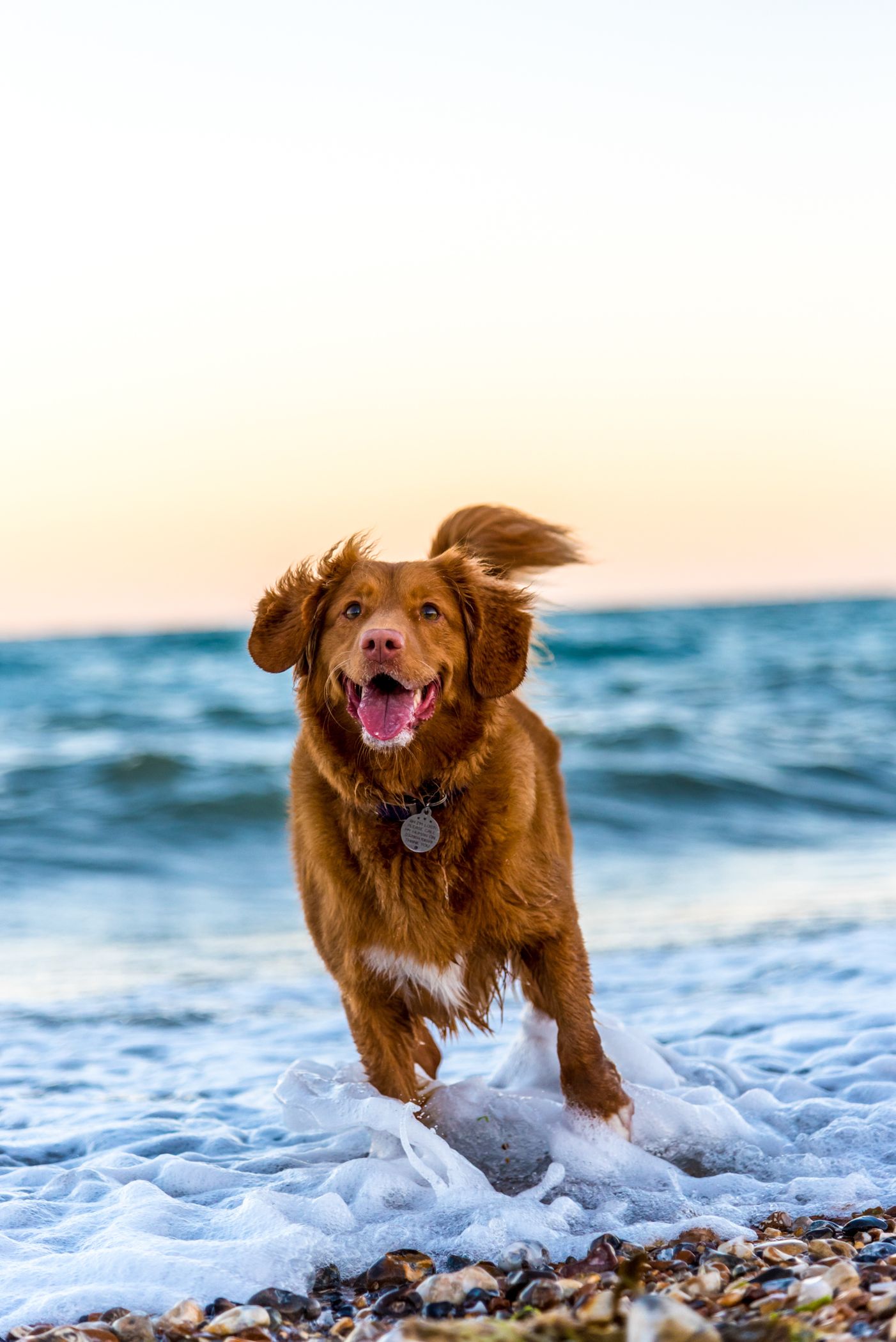 Working animal, Dog, Carnivores, Snout, Happiness